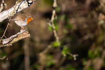 European Robin, Erithacus rubecula, sitting in the water, bird in the nature habitat, nesting time, Germany. Orange songbird with mirror reflection in water surface.