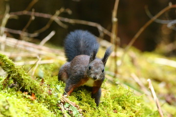 Eichhörnchen