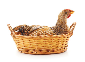 Chicken in the basket.