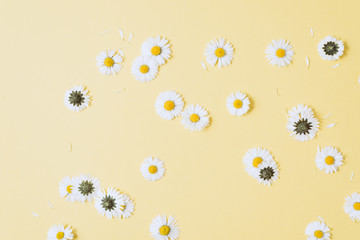 Flowers composition. Chamomile flowers, petals on pastel yellow background. Spring, summer concept. Flat lay, top view, copy space