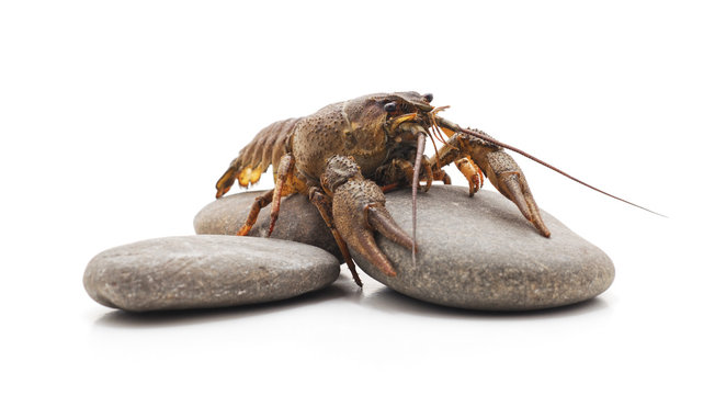 One river crayfish on the stones.