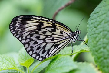 close-up rice paper butterfly (idea leuconoe) with green leaf