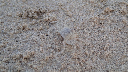 Young crab