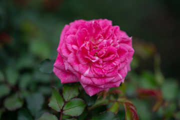 Closeup shot of beautiful flower
