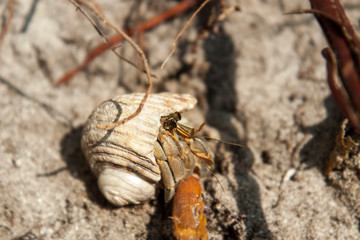 A hermit crab hides in a shell on a sandy shore.