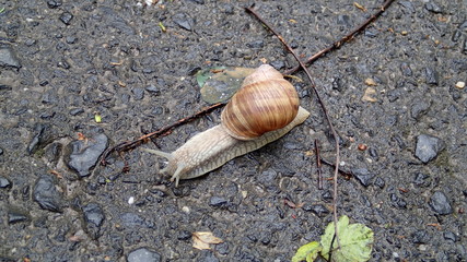 Macro snail