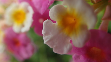 flowers in the garden