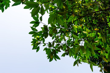 Background of nature