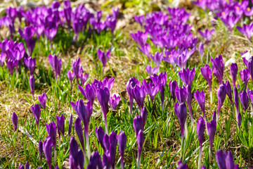 Naklejka premium Crocus, plocus krokusy lub croci to rodzaj roślin kwiatowych w rodzinie tęczówki.
