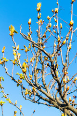 Horse chestnut branches with young foliage.