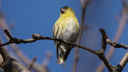 Greenfinch perched on a branch against a clear blue sky background and looking to the right