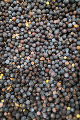 Dried healthy organic juniper berries. Background texture