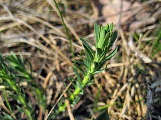 Green plant daphne gnidium