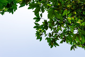 Background of nature