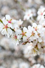 Obraz premium Blossoming almond tree branches, the background blurred.