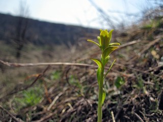 Plant yellow-green color.