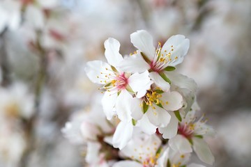 Obraz premium Blossoming almond tree branches, the background blurred.