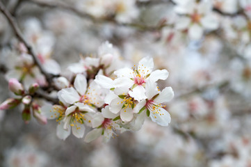 Blossoming almond tree branches, the background blurred.