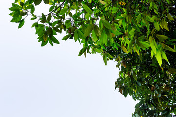 Background of nature
