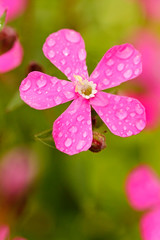 Droplets on Silene flower.