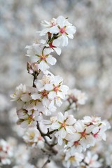 Blossoming almond tree branches, the background blurred.