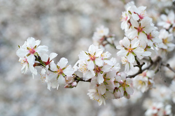 Obraz premium Blossoming almond tree branches, the background blurred.