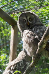 Großer Bartkauz (Strix nebulosa)