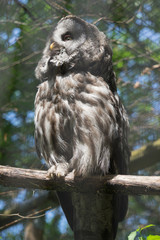 Großer Bartkauz (Strix nebulosa)