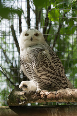 Schnee-Eule (Bubo scandiacus)