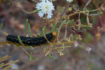 Caterpillar on flower