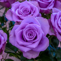purple violet roses