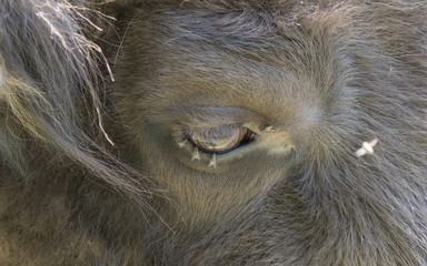 Wisent (Bos bonasus) - Makro: Fliegen am Auge