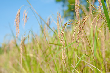 Rice fall   with background