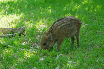 Kleine Schweinerei: Wildschwein Junges - Frischling