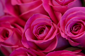 pink red roses