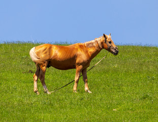 Portrait of a horse in the pasture in spring