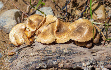 Honey mushrooms on a tree in spring
