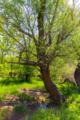 Tree in the steppe near the river in the spring