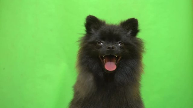 portrait of black pomeranian spitz on green screen