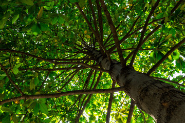 Background of nature