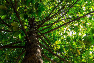 Background of nature