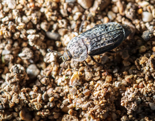 Black beetle on the ground