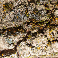 Tree bark as abstract background