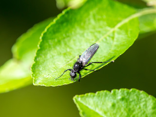 Black wasp on the leaves of trees in spring