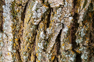 Tree bark as abstract background