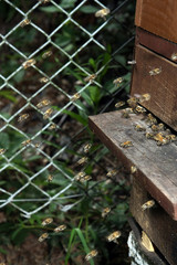 Honeybees on hive entrance