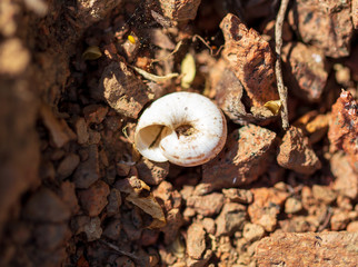 Snail shell lies on the ground. Macro