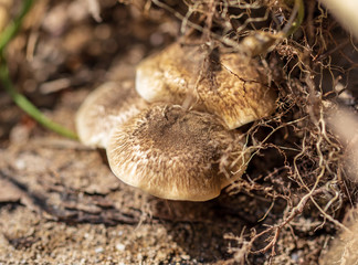 Honey mushrooms on a tree in spring