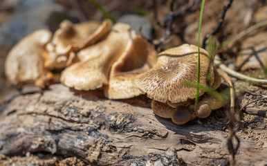 Honey mushrooms on a tree in spring