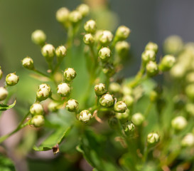Small flowers on the plant in the spring steppe
